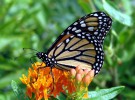 Algunas curiosidades sobre las mariposas