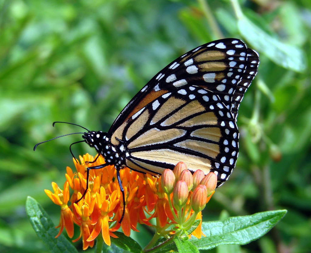 Algunas curiosidades sobre las mariposas