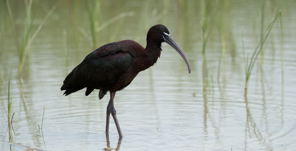 El Parque Nacional de Doñana se amplía en unas 14.000 hectáreas