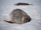 La foca de Weddell, toda una guerrera de la Antártida