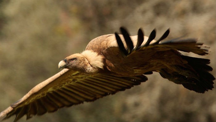 El refugio de rapaces de Montejo de la Vega celebra su 40 aniversario