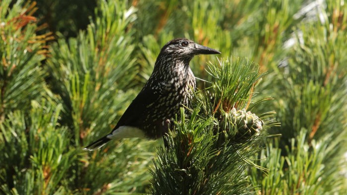 Otros córvidos europeos: cascanueces, arrendajo funesto y corneja cenicienta