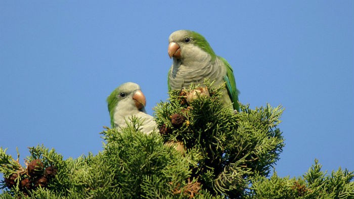 La Unión Europea creará un marco regulador de especies invasoras en Europa