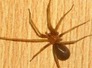 La araña violinista, un insecto muy venenoso