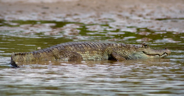 Caimán Negro, una especie con hasta 4,5 metros de tamaño