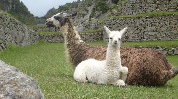 Los anticuerpos de las llamas podrían ayudar a combatir el SIDA