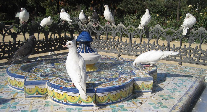 Las palomas se hacen famosas… por destrozarlo todo