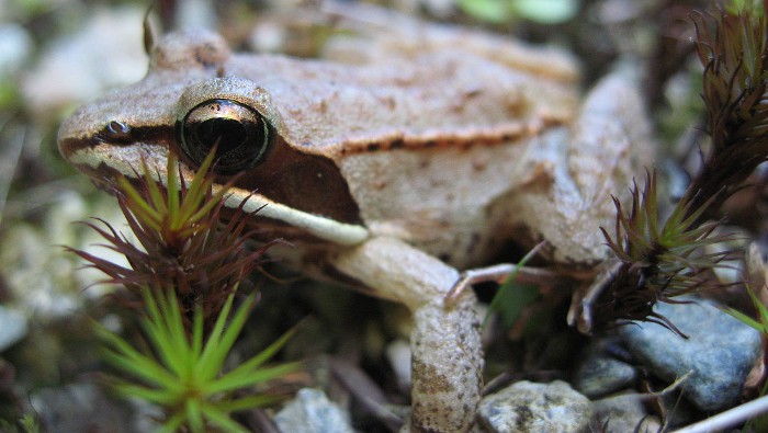 Así soportan las ranas de la madera el frío extremo