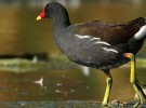 SEO/Birdlife lanza una app para facilitar el censo de aves acuáticas