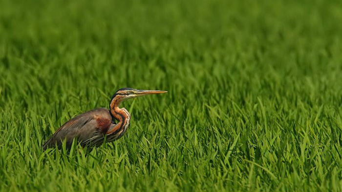 Las 10 aves acuáticas más emblemáticas de la Red Natura 2000