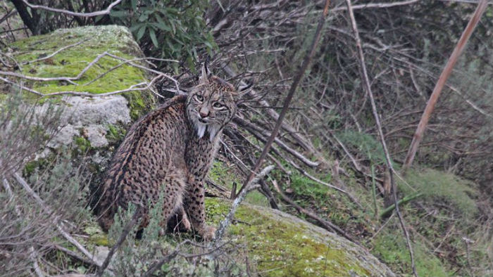 La junta de Andalucía inicia un nuevo programa para evitar atropellos de lince ibérico