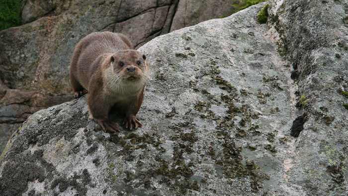 Conociendo nuestra fauna, mustélidos: nutria, visón europeo y visón americano (IV)