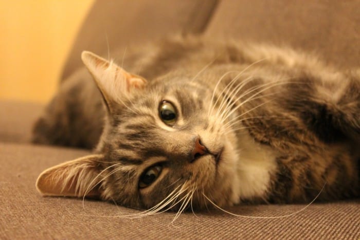 Consejos para adiestrar a nuestro gato (III)