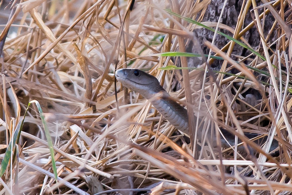 La Mamba Negra La Serpiente M S Venenosa De Frica