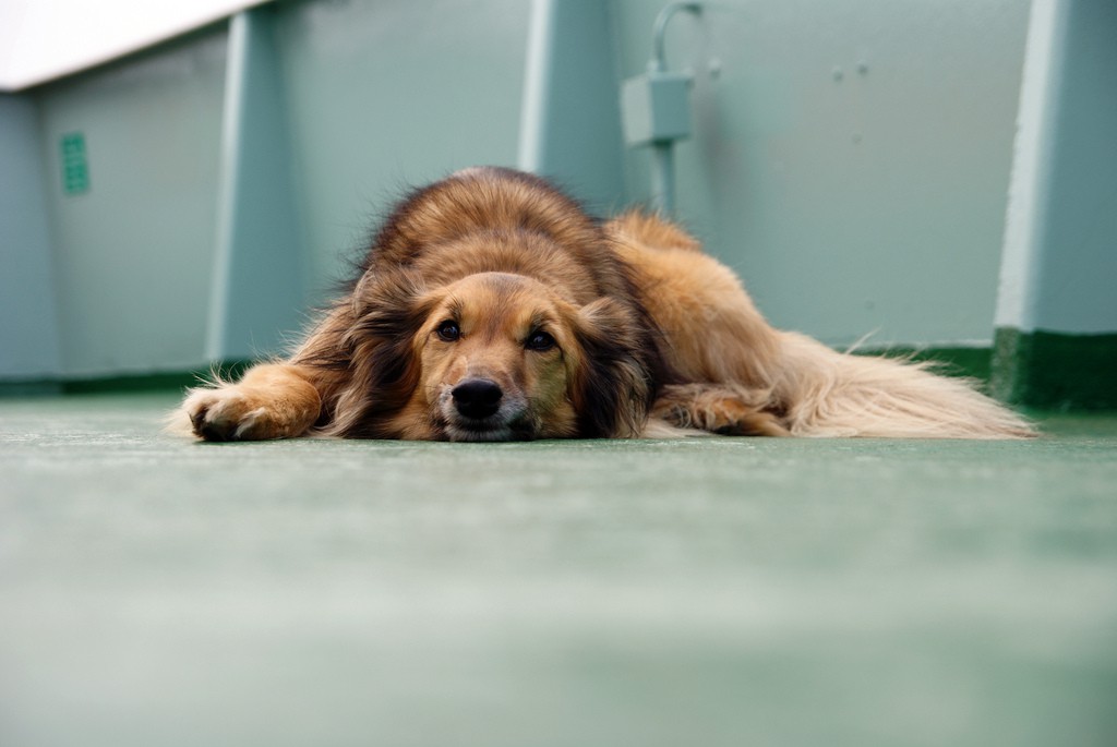 Las 5 enfermedades más comunes en perros