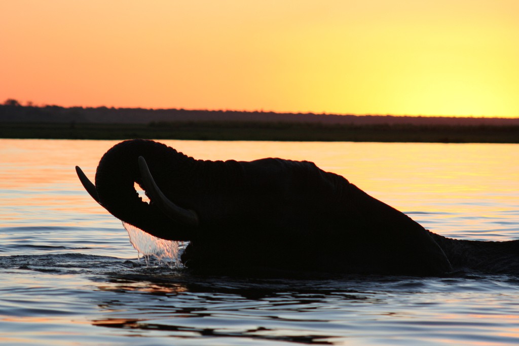 Botswana, un paraíso de exuberante naturaleza