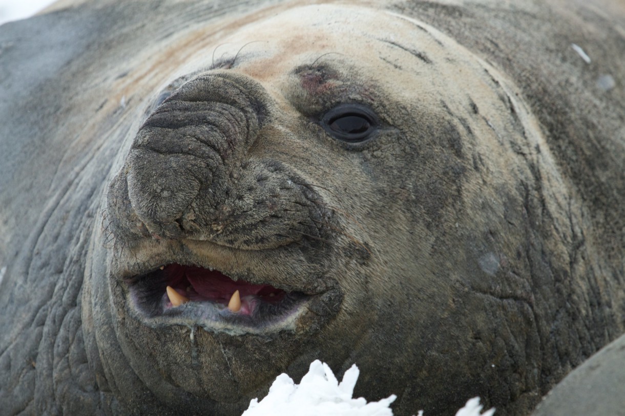 El elefante marino del sur, el carnívoro más grande del mundo