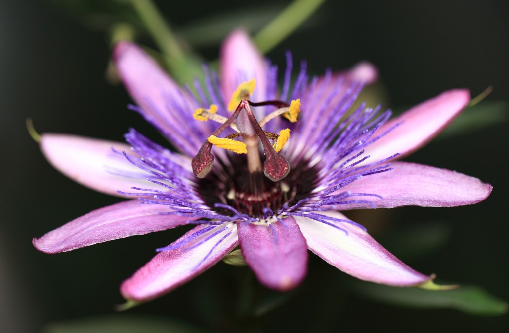 Las 5 Flores Más Bonitas Del Mundo