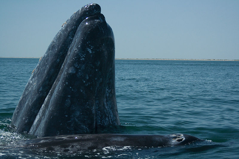 El Vizcaíno, un santuario de ballenas excepcional