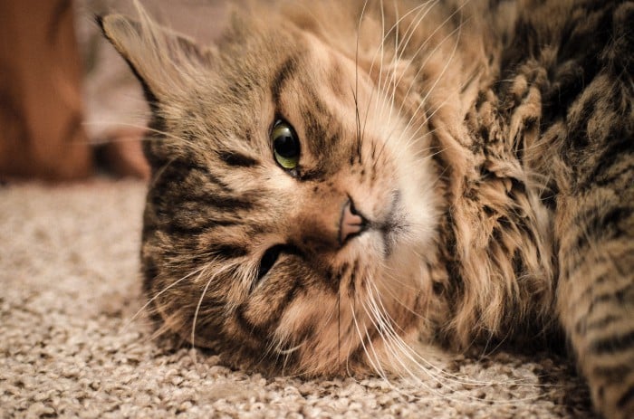 Consejos para adiestrar a nuestro gato