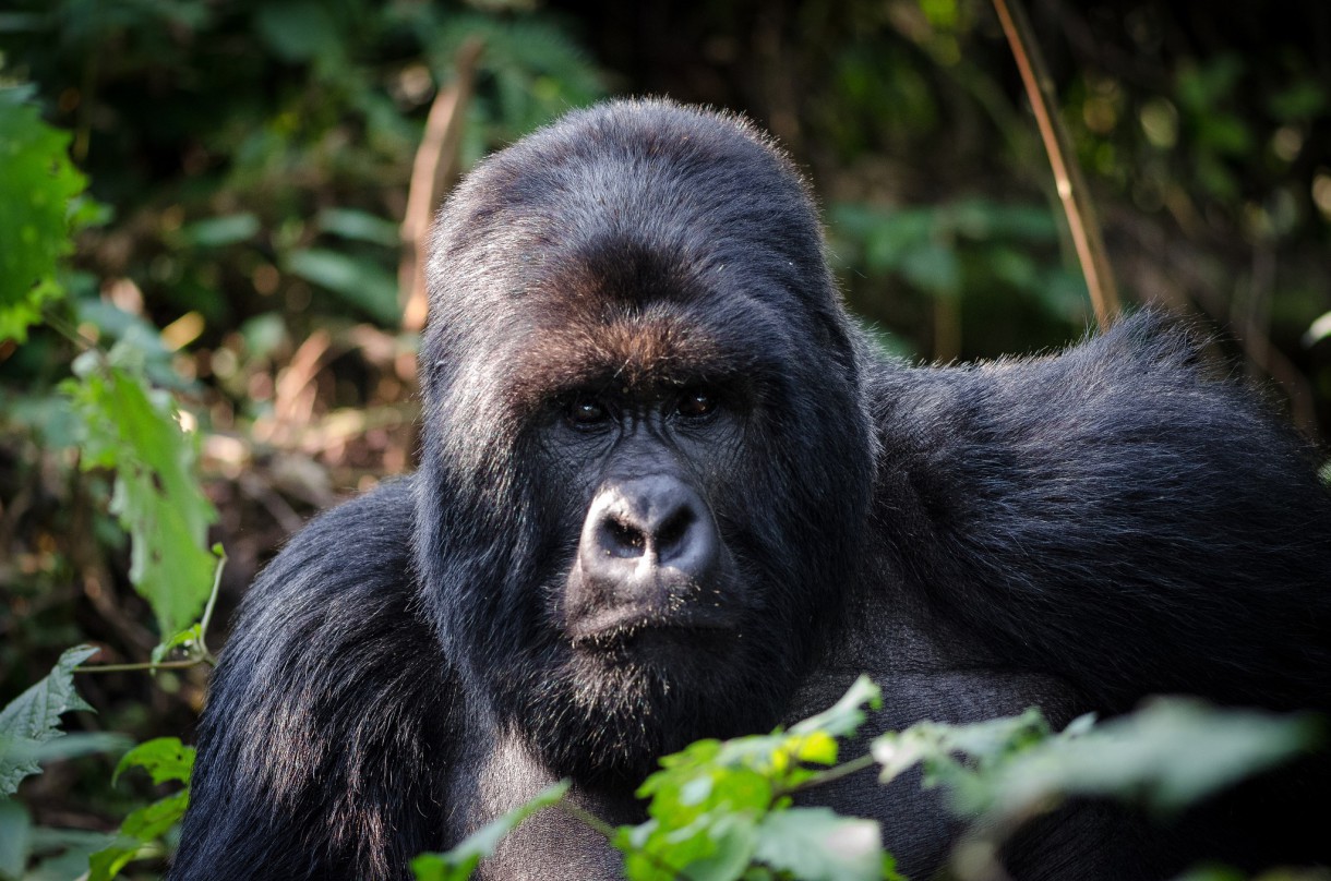 El gorila de montaña, otra especie en peligro de extinción