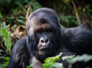 El gorila de montaña, otra especie en peligro de extinción