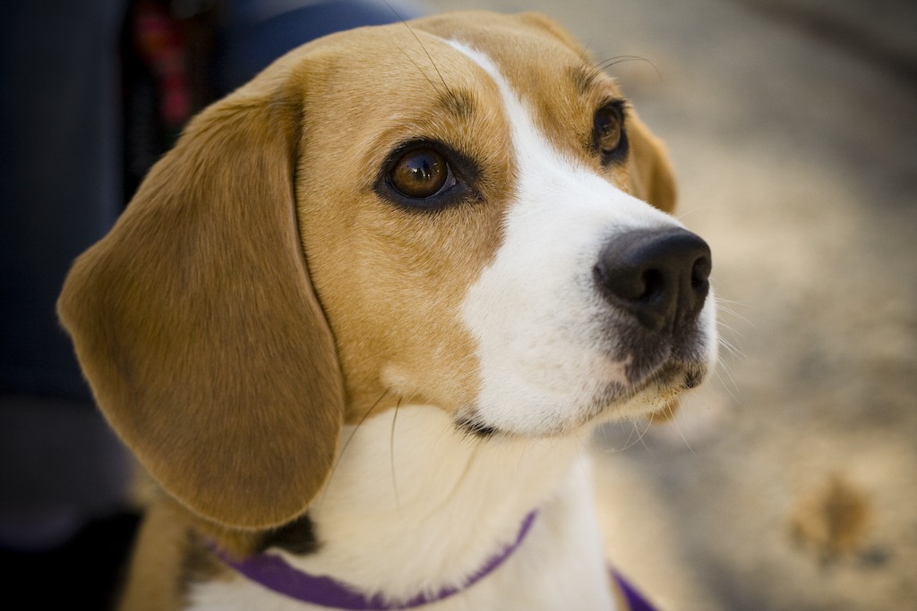 Los beagle, una de las razas más populares