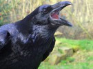 Cuervos: algunos de sus datos más curiosos