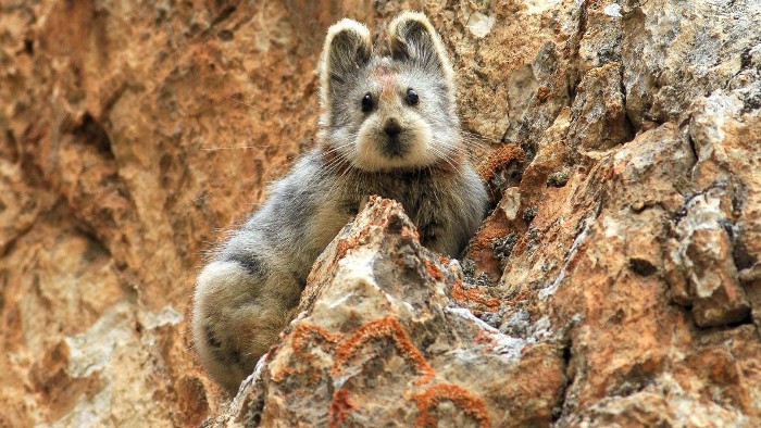 Después de 20 años, volvemos a ver al Ili Pika