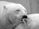 Teorías: cómo sobreviven los osos polares al frío