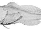 El pez borrón, el animal más feo de nuestro planeta