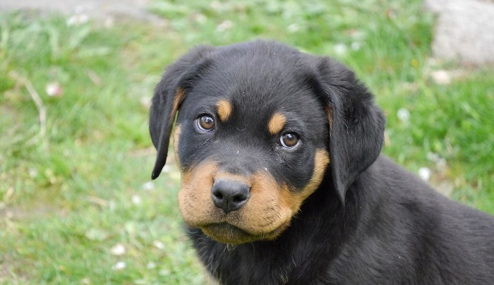 Contratando un seguro para tu perro de raza peligrosa