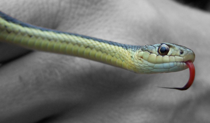 Qué hacer ante la mordedura de una serpiente venenosa