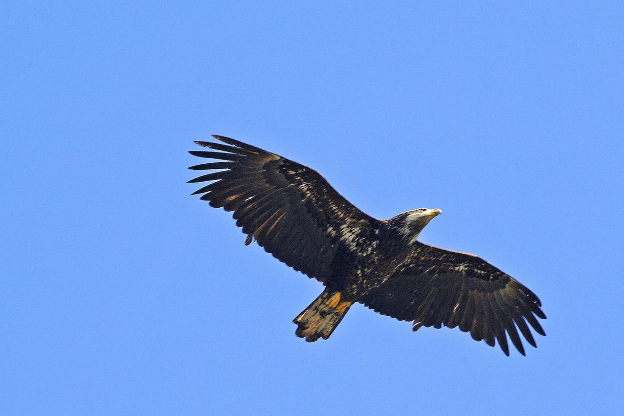 Varias curiosidades sobre el águila pescadora