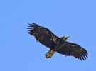 Varias curiosidades sobre el águila pescadora