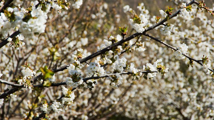 La floración del cerezo y el almendro, un espectáculo primaveral