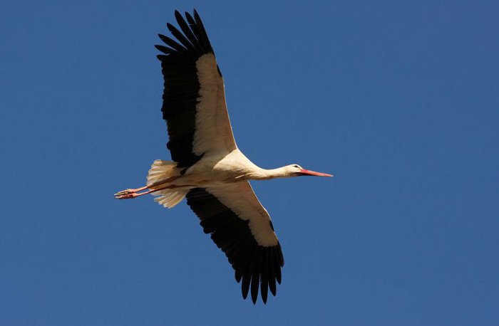 Comienza la campaña de avistamiento de aves de Spring Alive