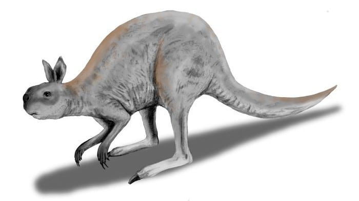 Canguro gigante
