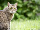 Curiosidades sobre los felinos (y no sólo de gatos)