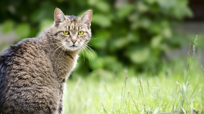 Resultado de imagen para felinos gatos