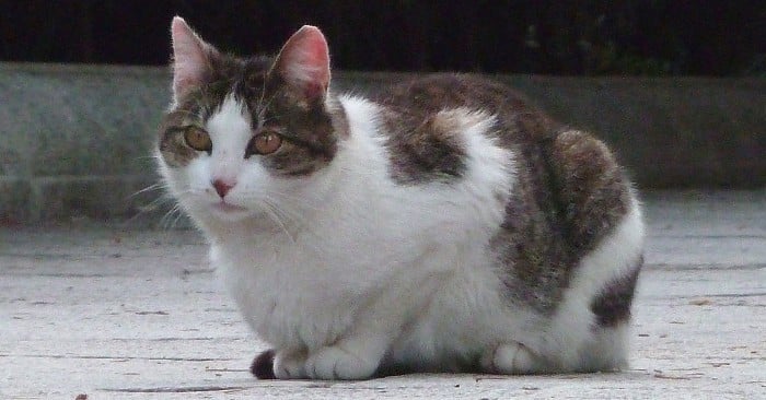 Gato