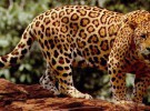 El Jaguar ya está en peligro de extinción