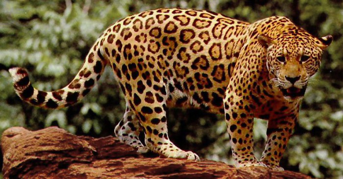 El Jaguar ya está en peligro de extinción