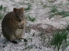 Así es el Quokka: un marsupial adorable, cariñoso y muy gracioso