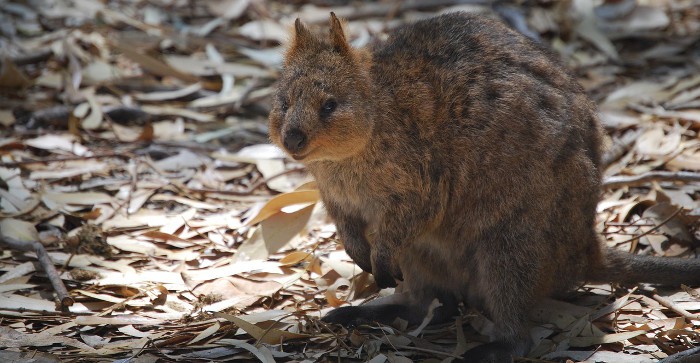 Así es el Quokka: un marsupial adorable, cariñoso y muy gracioso