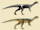 Chilesaurus diegosuarezi, así es el nuevo dinosaurio descubierto en Chile