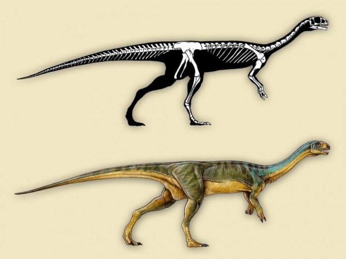 chilesaurus