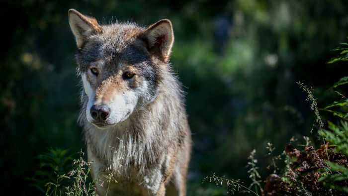 El lobo y su predisposición a la adopción