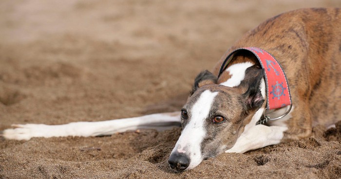 Mérida se compromete a acabar con el abandono animal