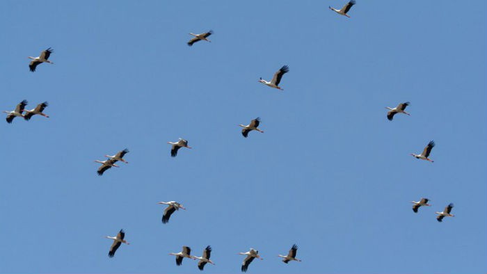 SEO/Birdlife desvela algunos secretos de la migración de las aves
